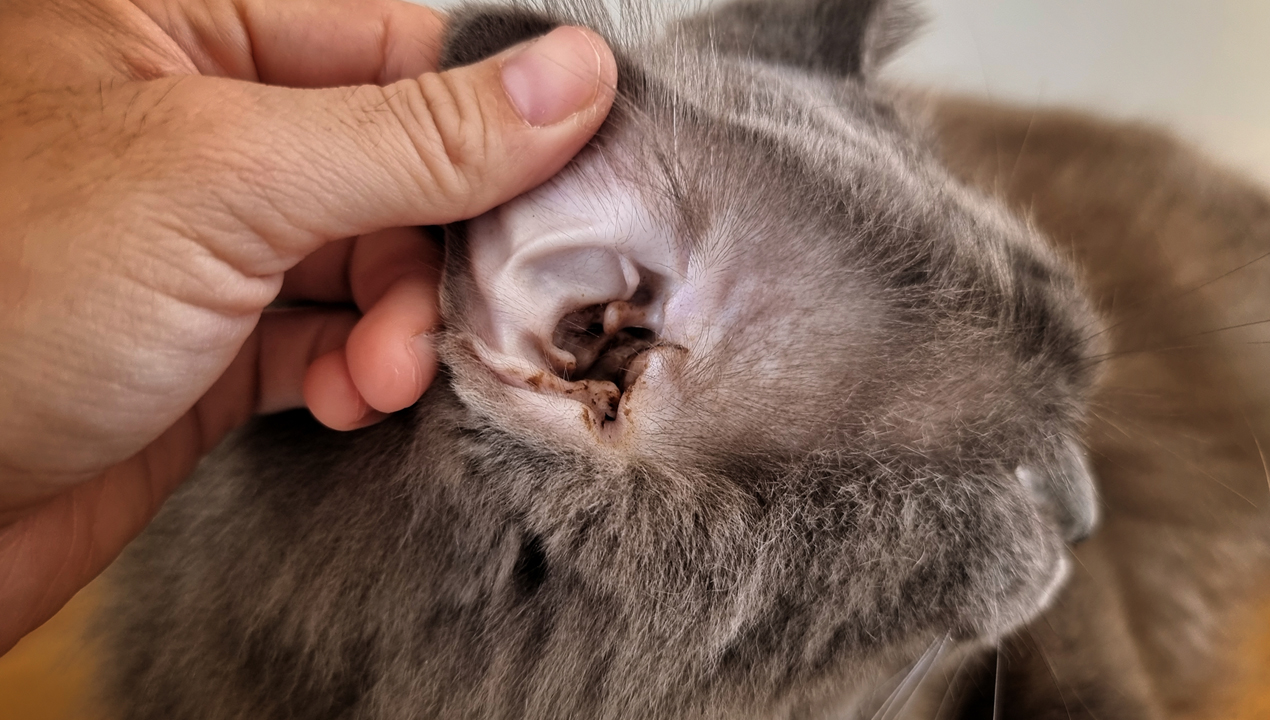 Как почистить уши кошке - Slon Краснодар